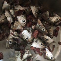 サビキ釣りで小アジ大漁