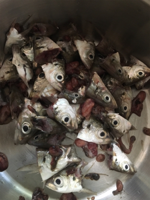 サビキ釣りで小アジ大漁