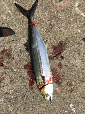 サバ  ミニサゴシ