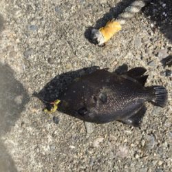 タチウオはいるけど乗らない