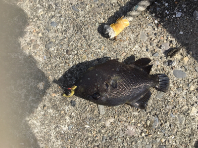 タチウオはいるけど乗らない