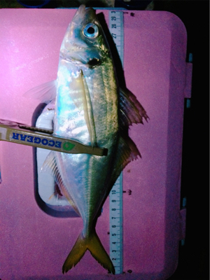 尺でましたヽ(；▽；)ノ