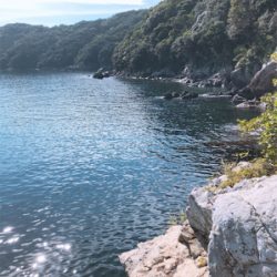 トップでヒラゴ