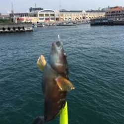 ショアジギからの〜胴付き五目