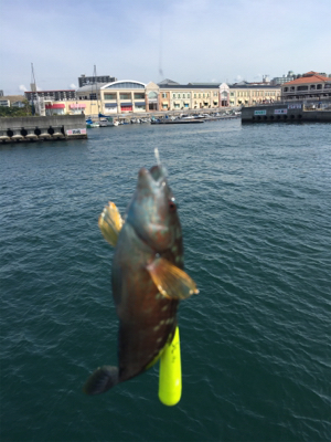 ショアジギからの〜胴付き五目