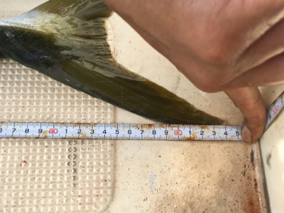 イワシパターン