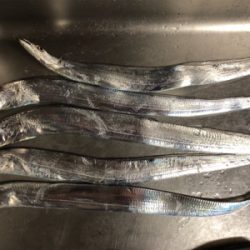 タチウオ開幕？