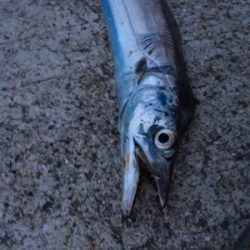 アタリはあるけど