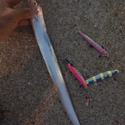 サゴシと太刀魚まわってきたぞー♪