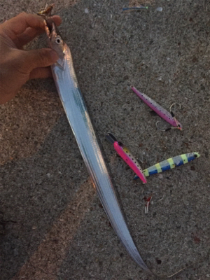 サゴシと太刀魚まわってきたぞー♪