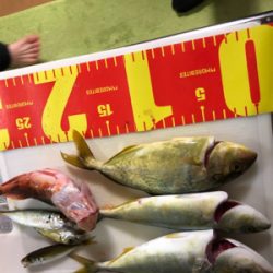 鯵を食べたかっただけなんです