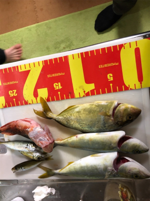 鯵を食べたかっただけなんです