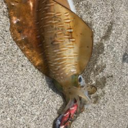 夏烏賊ゲット❗️