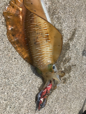 夏烏賊ゲット❗️