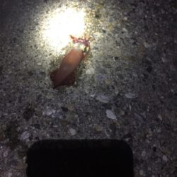 ケンサキ、渋いです。