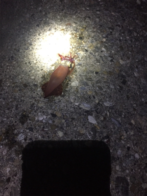 ケンサキ、渋いです。