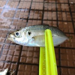 サバをアジと呼ぶ男