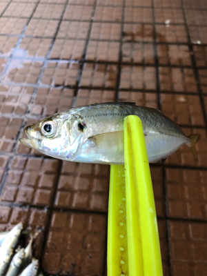 サバをアジと呼ぶ男