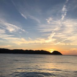 初のヒラスズキ