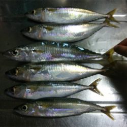 有言実行１００匹オーバー