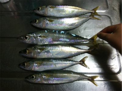 有言実行１００匹オーバー