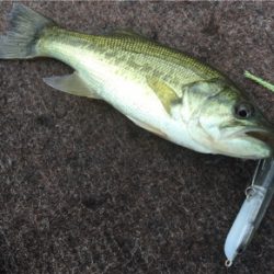 ８月１８日の河口湖バス釣り