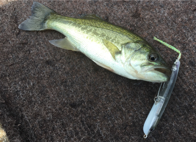 ８月１８日の河口湖バス釣り