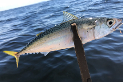 大津にてボート