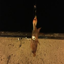 初ケンサキエギング