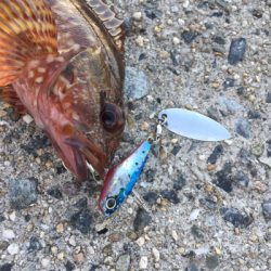 テクトラシーバス