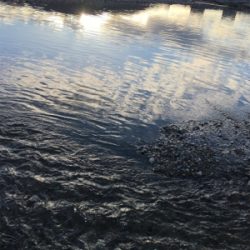 夕まづめナマズ釣り