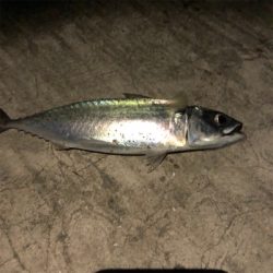 垂水漁港でジギング大爆釣！