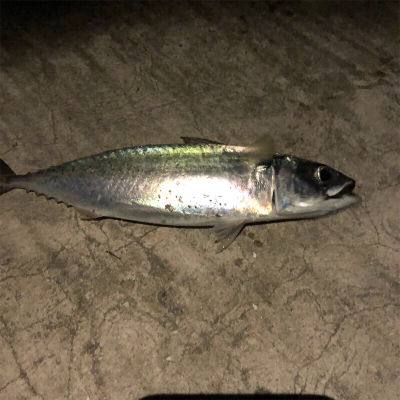 垂水漁港でジギング大爆釣！