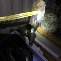 雑賀崎マジック