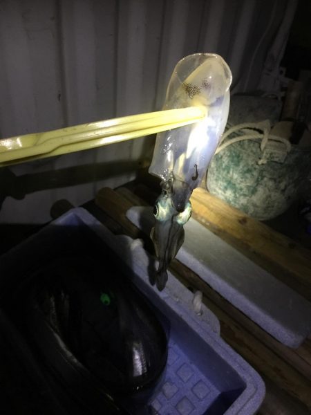 雑賀崎マジック