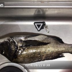 トップウォーター