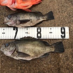 鯛ラバ  メバル