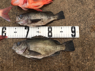 鯛ラバ  メバル