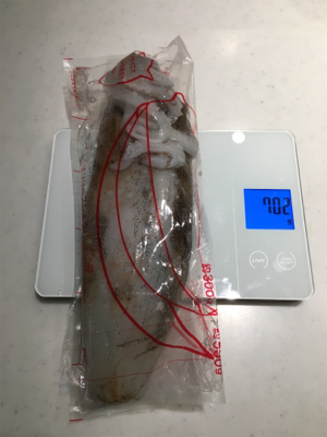 夏イカ釣れたー♪