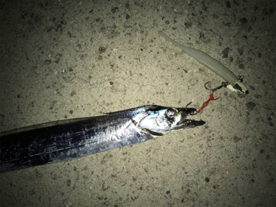 やっと刀狩りが開幕しましたね