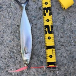 今年初 ワインド