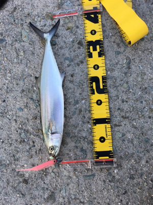 今年初 ワインド