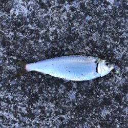 須賀港でハゼ釣り