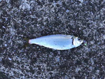 須賀港でハゼ釣り