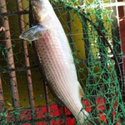 尼崎市魚釣公園