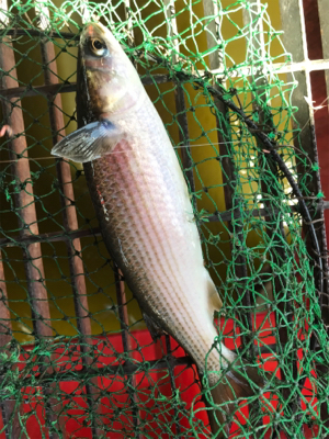 尼崎市魚釣公園