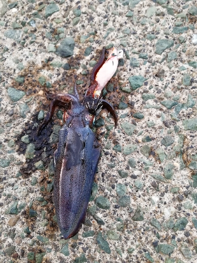 秋アオリ　短時間釣行