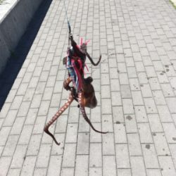 台風後のコスモ