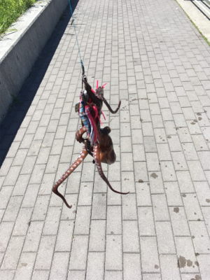 台風後のコスモ