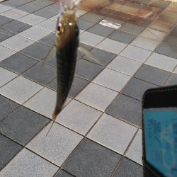 タチウオ渋かったが色々釣れた